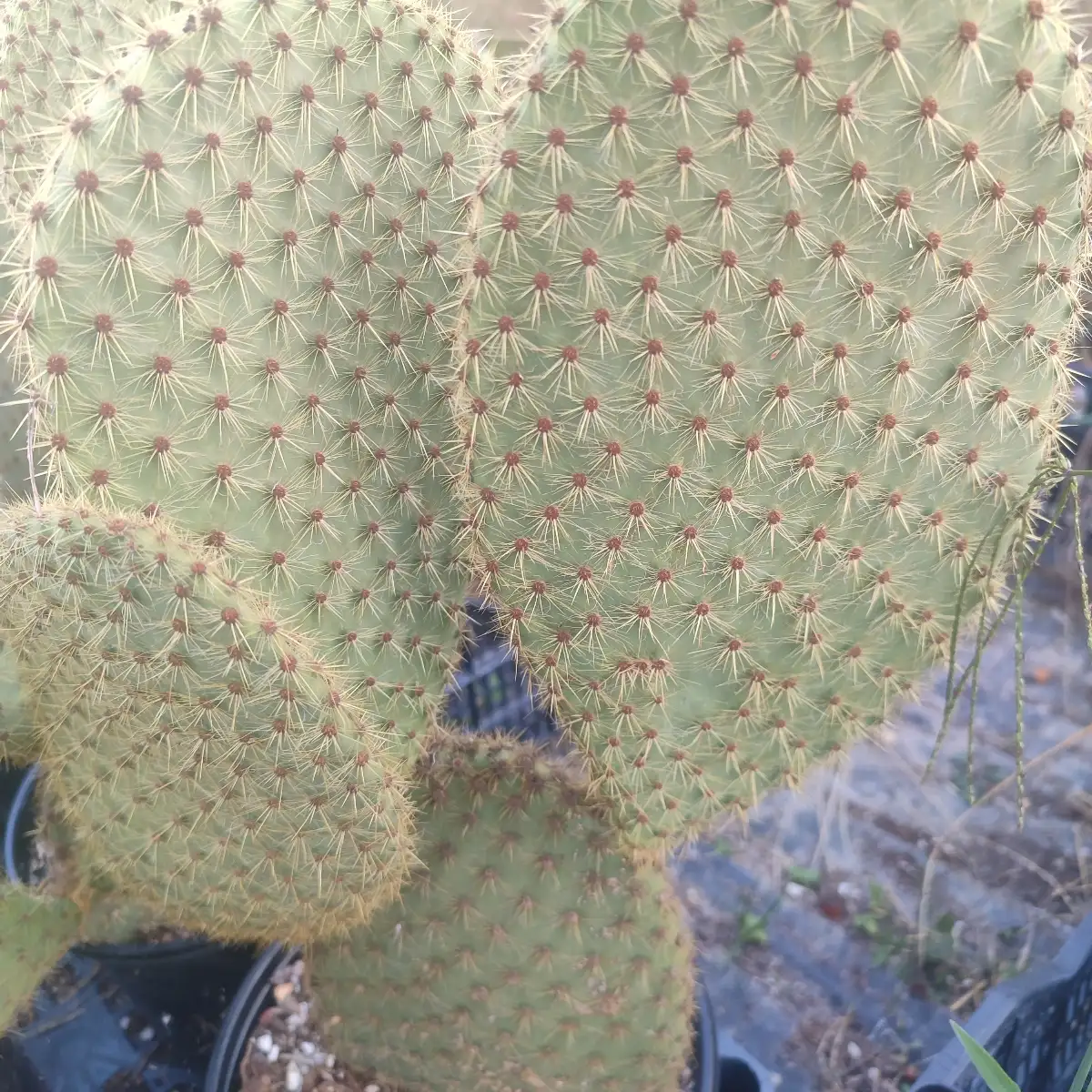 Opuntia scheeri