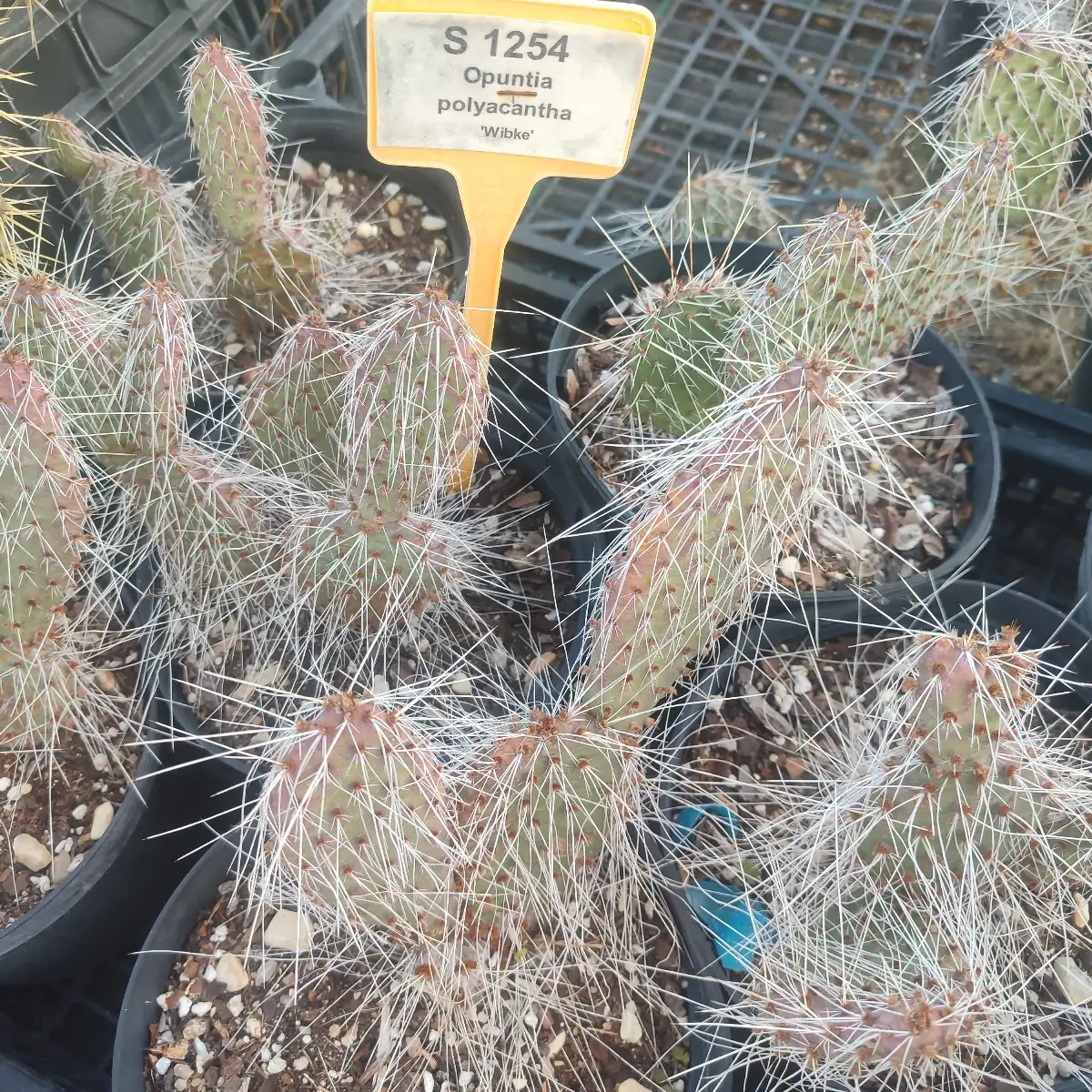 Opuntia polyacantha cv. Wibke