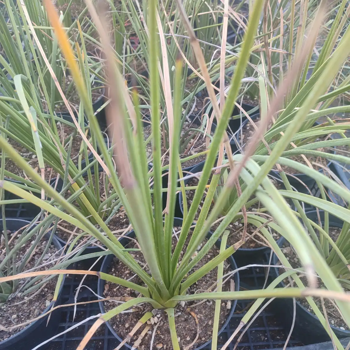 Agave bracteosa