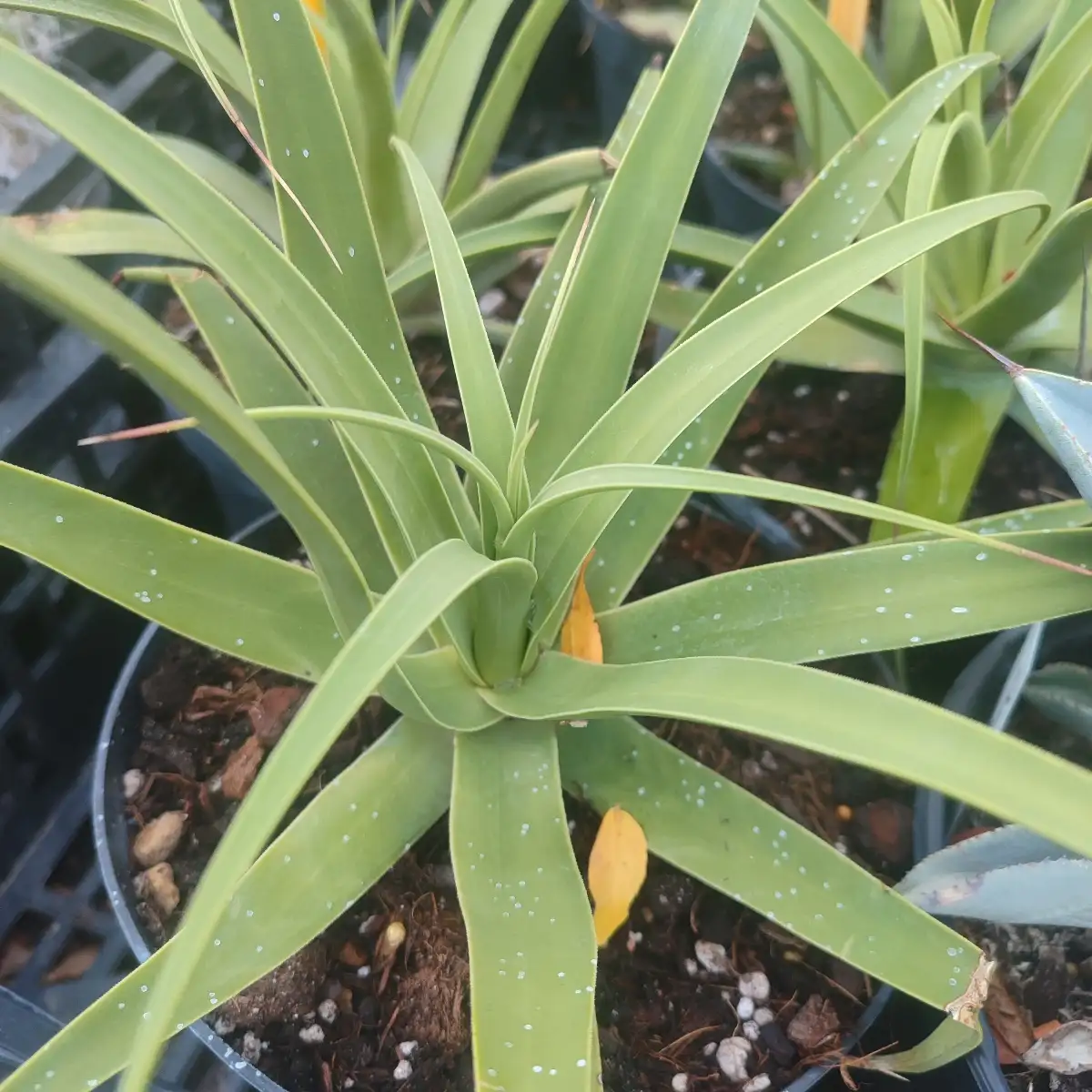 Agave striata v. falcata