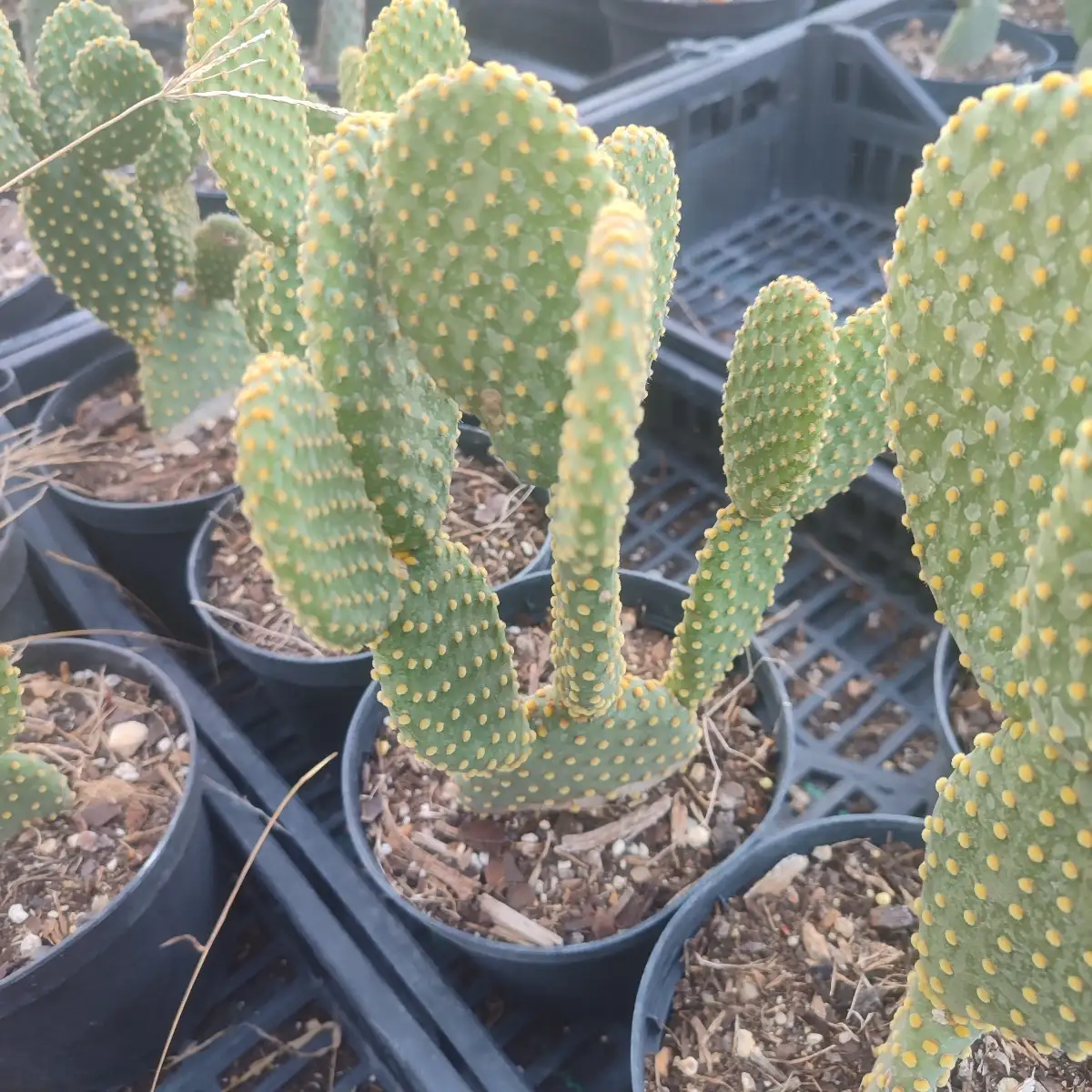 Opuntia microdasys v. rufida