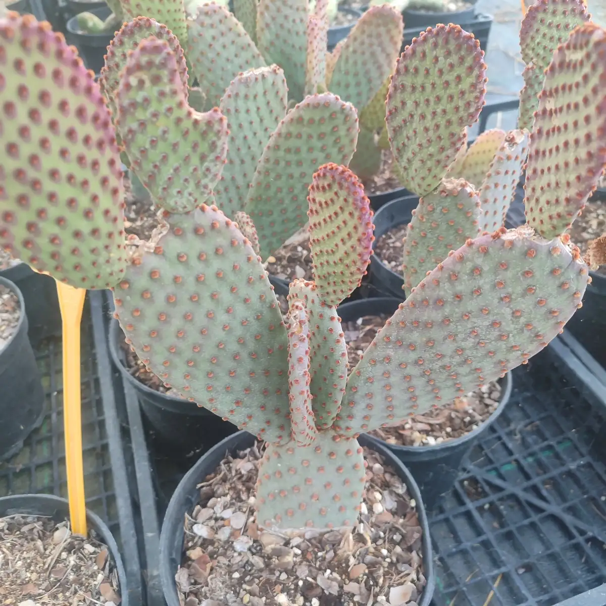 Opuntia microdasys v. rufida