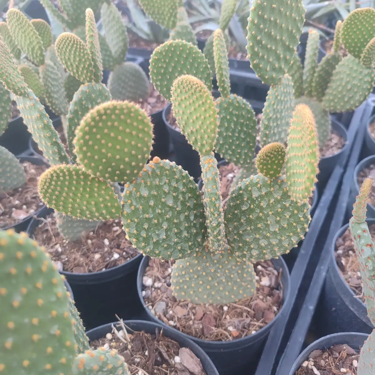 Opuntia microdasys v. rufida