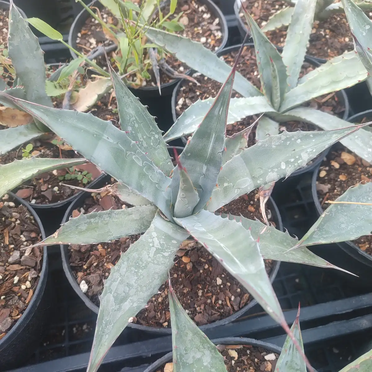 Agave applanata