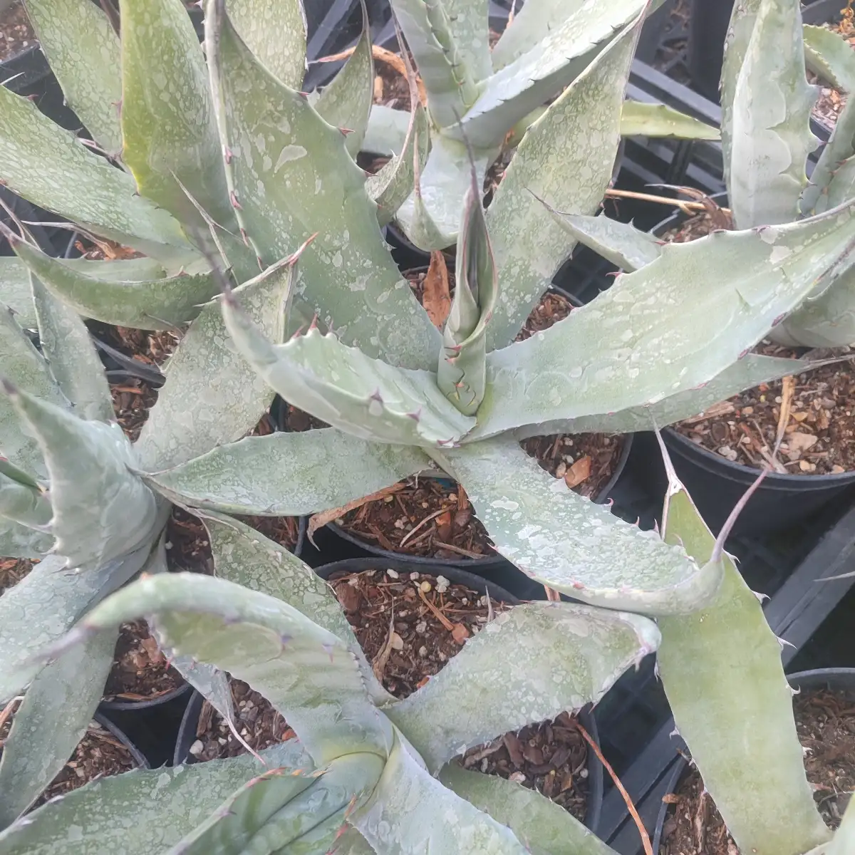 Agave applanata