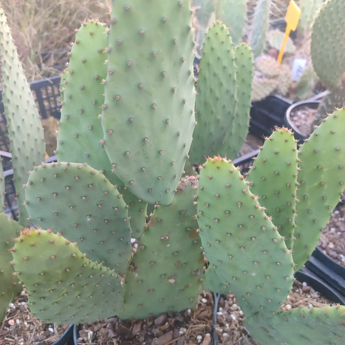 Opuntia laevis Cv. Long Tongue